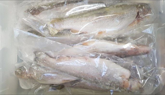 Форель ПБГ 1,8-2,7 Иран Продажа рыбы