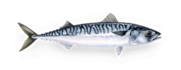 Рыба Скумбрия