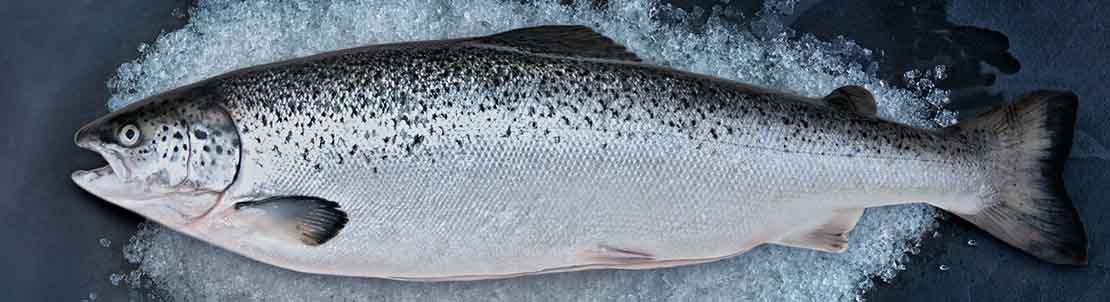 Охлажденный лосось помогает сохраниться SARS-CoV-2 Продажа рыбы