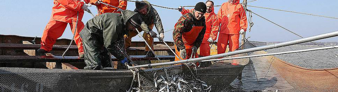 Приморье активно участвует в добыче иваси Продажа рыбы